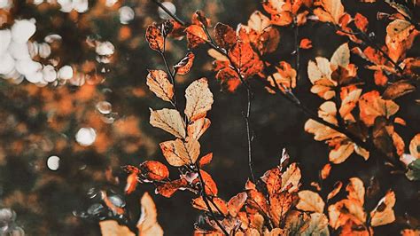 aesthetic fall desktop wallpaper